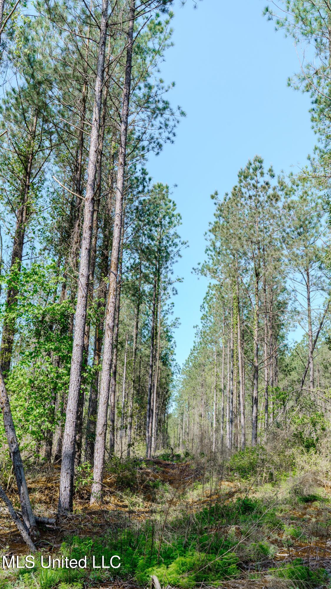 0 Point Wanita Lake Road Chunky, MS 39323 - Photo 54 of 62 w63C5tFD