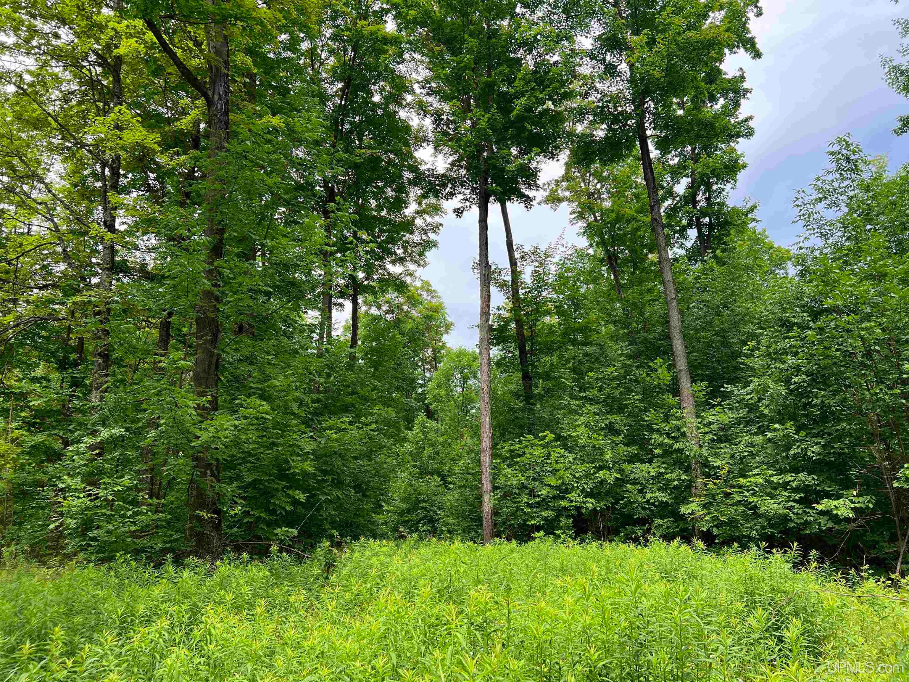 56730 Lantz Road Felch, MI 49831 - Photo 14 of 31 Gallery Image 14