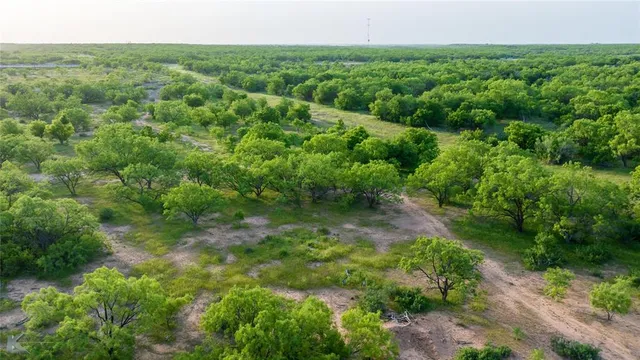 a view of a lush green forest with trees and a wooden fence