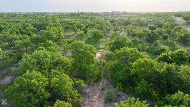 a view of a forest with a street