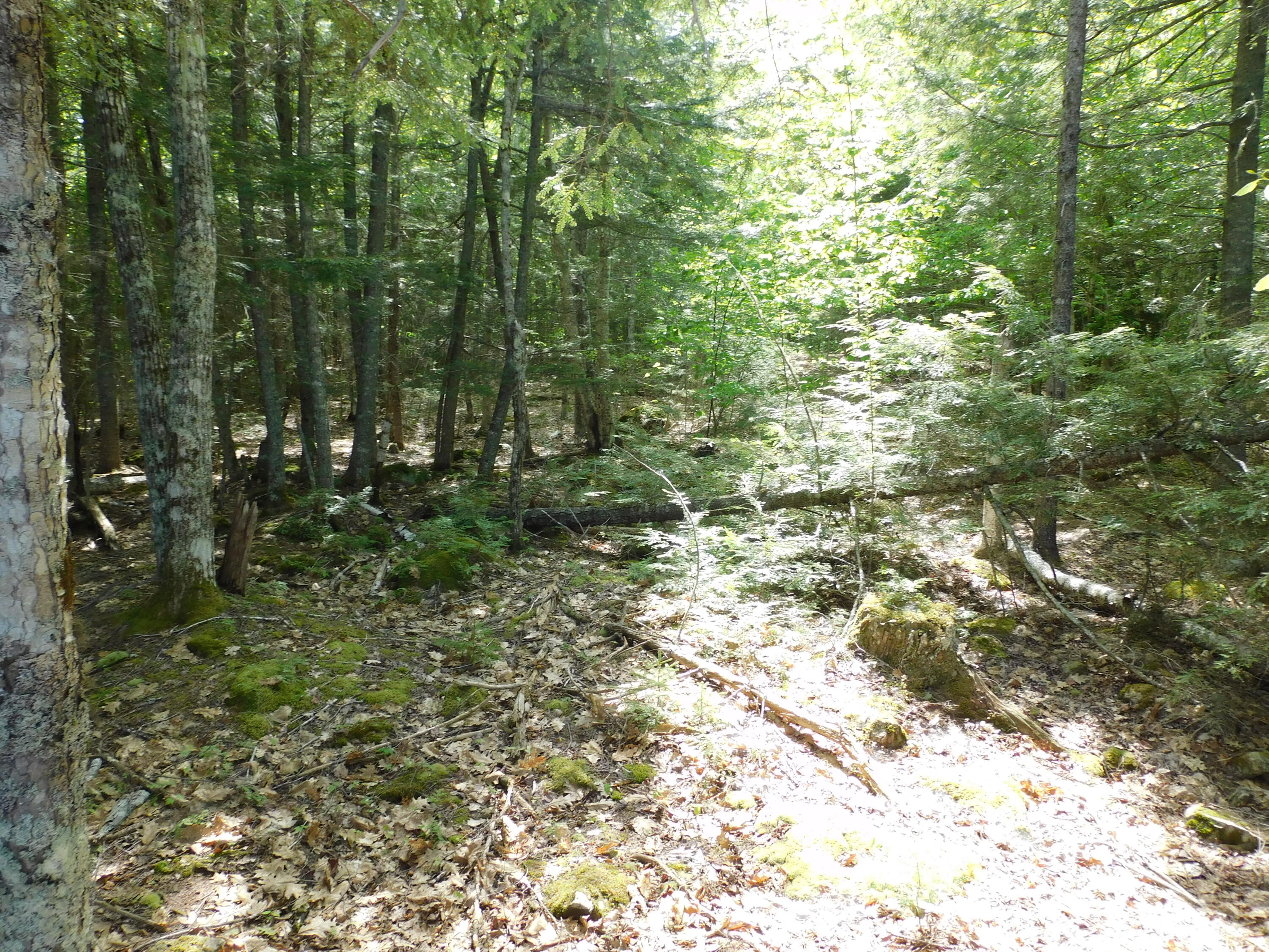 Lot 2 Big Lake Shores Road Princeton, ME 04668 - Photo 10 of 10 DSCN0095