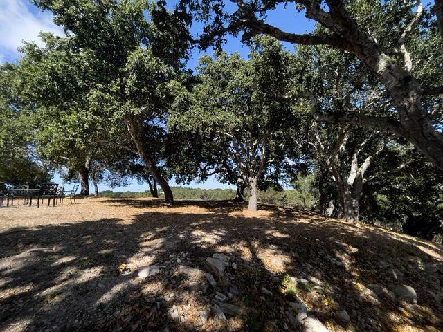 a view of a tree with a yard