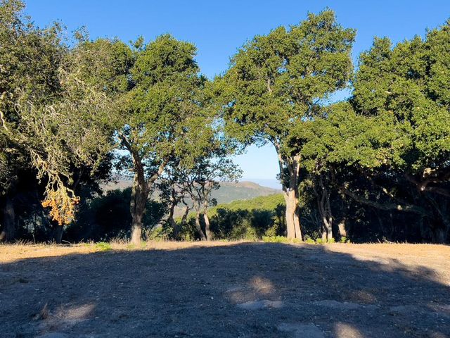a view of road and trees