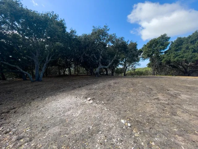 a view of a yard with trees
