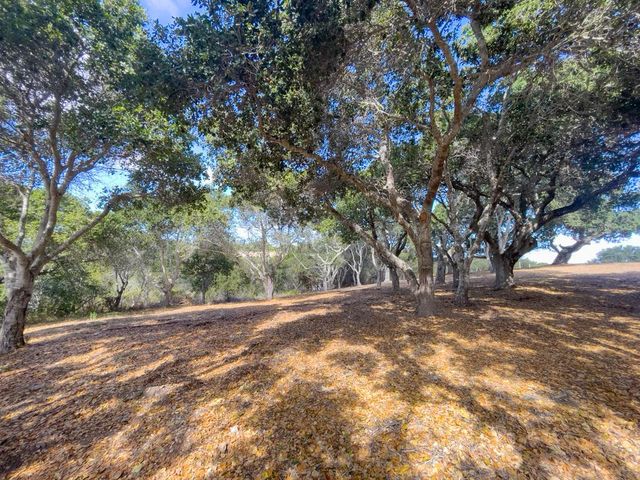 a view of a yard with a tree
