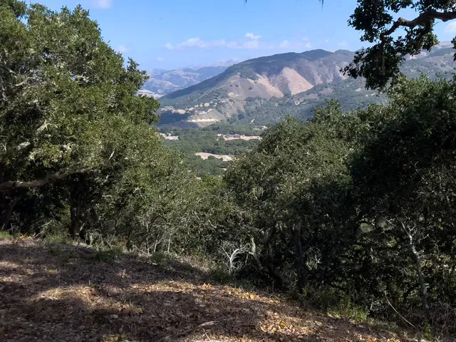 a view of a tree in a yard