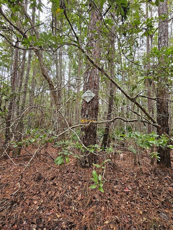 804 Shell Harbor Road Pierson, FL 32180 - Photo 14 of 27 a backyard of a house with lots of green space