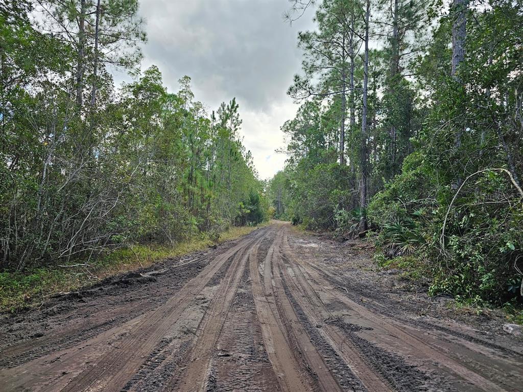 804 Shell Harbor Road Pierson, FL 32180 - Photo 2 of 27 a view of backyard with green space