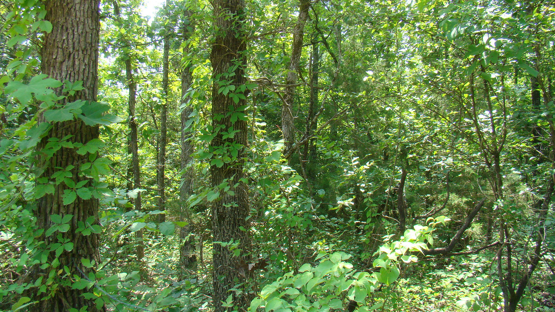 Tbd State Rte Y Mountain View, MO 65548 - Photo 8 of 9 DSC05205