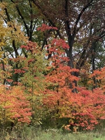 11709 Belshaw Road Lowell, IN 46356 - Photo 59 of 79 360x480