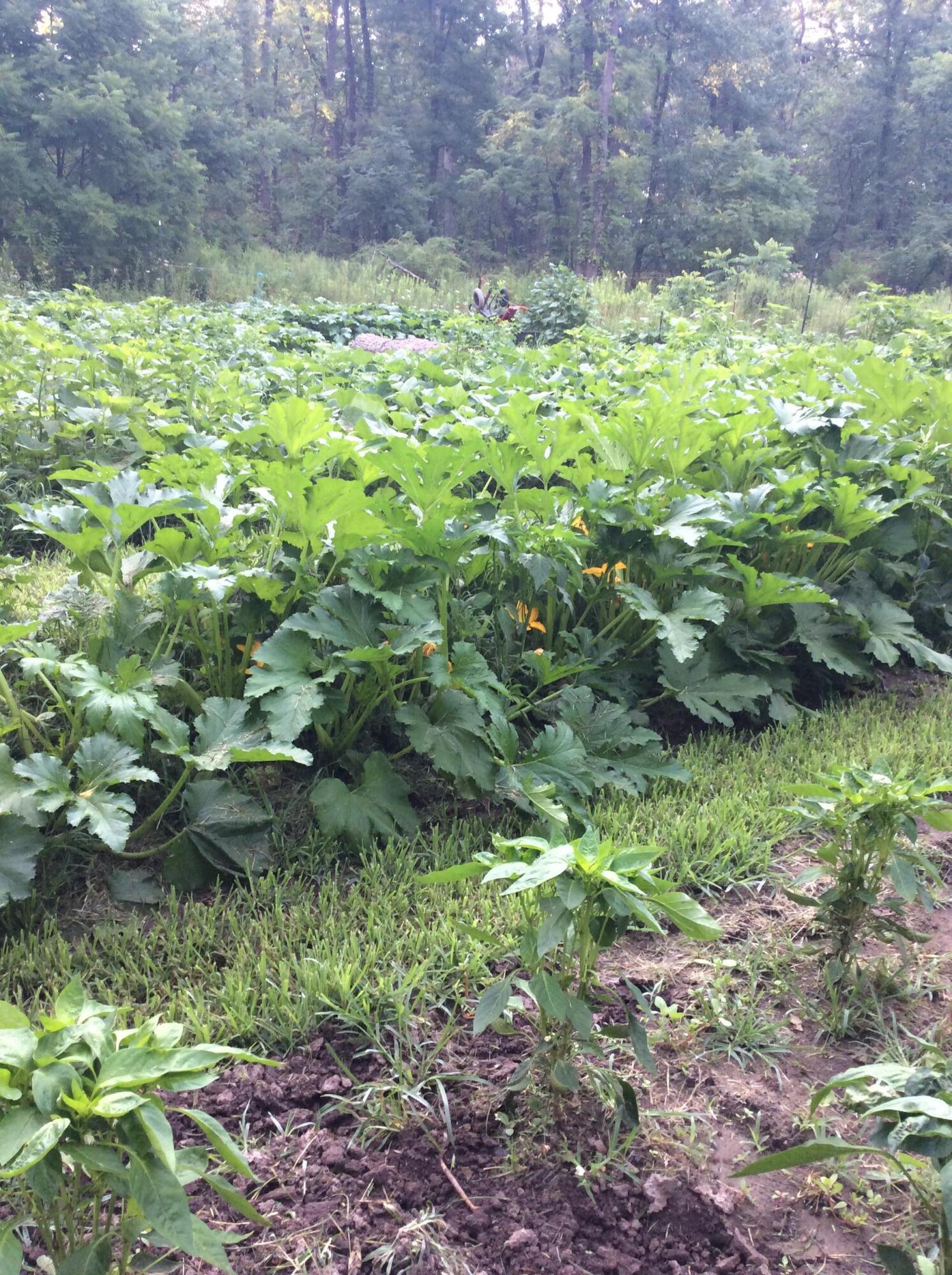 11709 Belshaw Road Lowell, IN 46356 - Photo 62 of 79 1493x2000