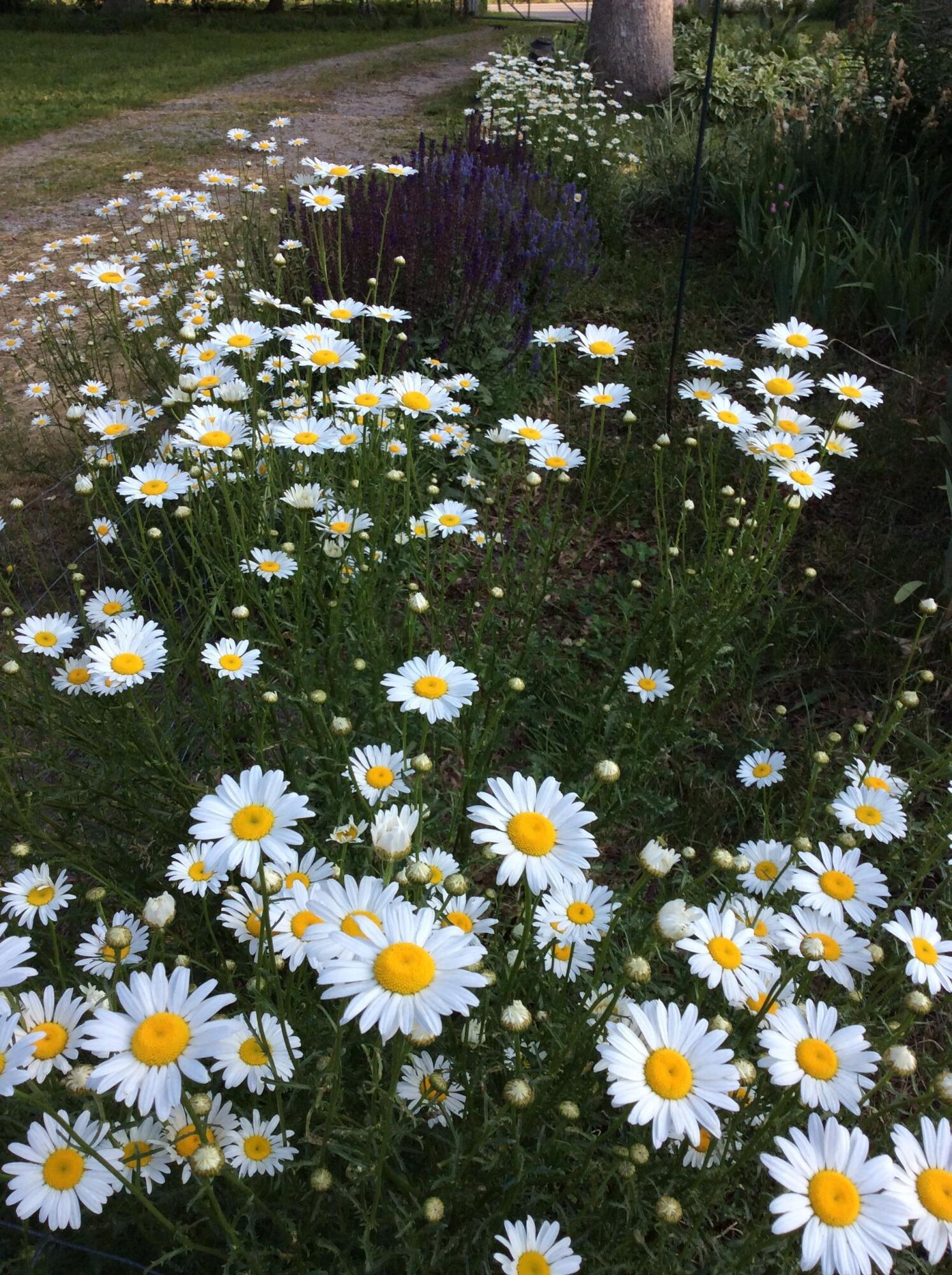 11709 Belshaw Road Lowell, IN 46356 - Photo 63 of 79 1493x2000