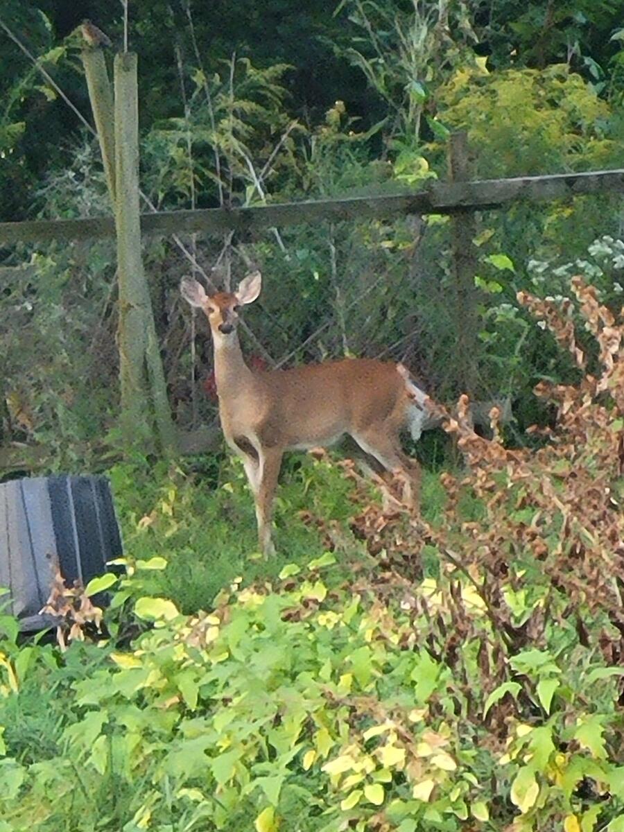 11709 Belshaw Road Lowell, IN 46356 - Photo 70 of 79 900x1200