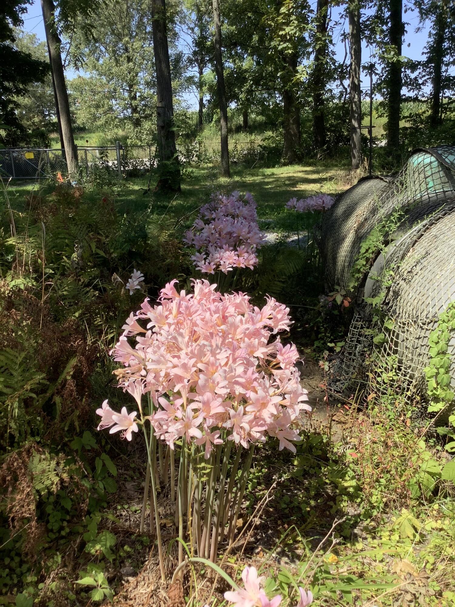 11709 Belshaw Road Lowell, IN 46356 - Photo 76 of 79 1500x2000