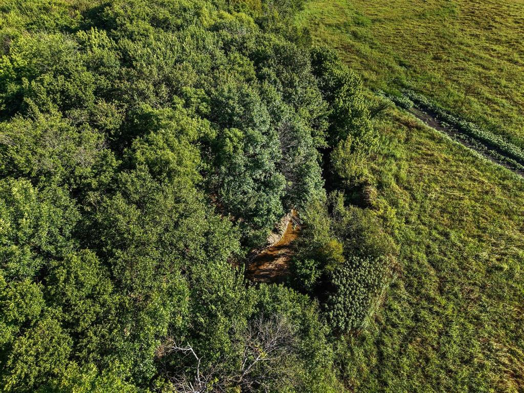 8194 Private Road 5406 Blue Ridge, TX 75424 - Photo 8 of 8 a view of a forest with a tree