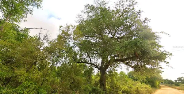 a view of tree