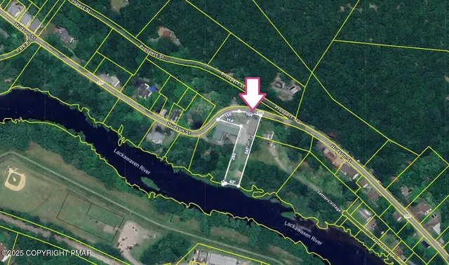 a close up of a tree