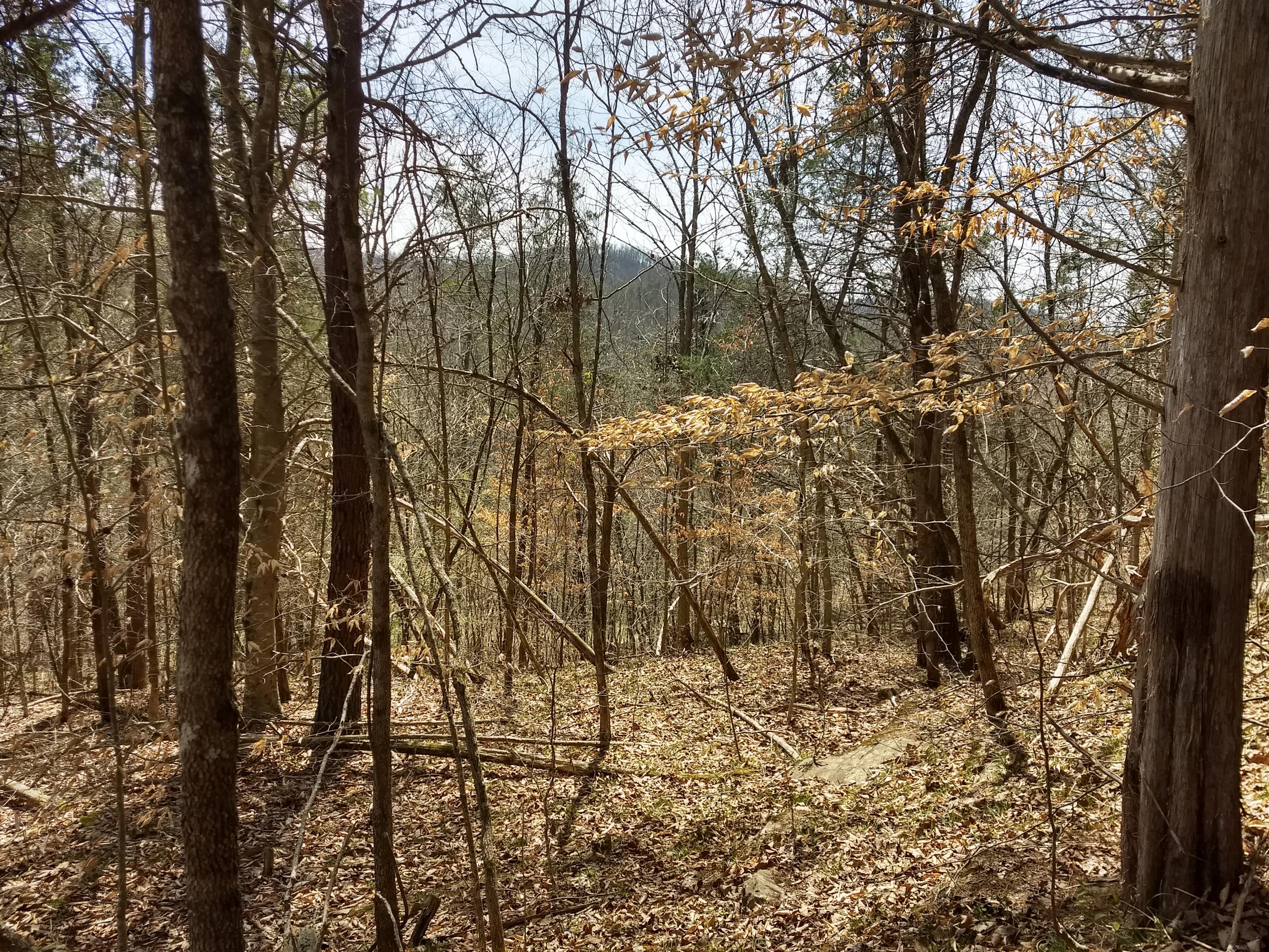 0 Enoch Road Eidson, TN 37731 - Photo 14 of 26 IMG_20180405_135705233_HDR