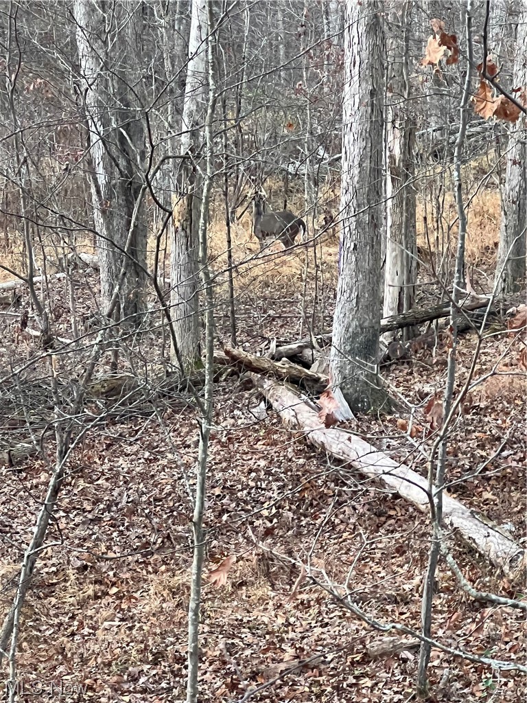 98 Stag Road Washington, WV 26181 - Photo 32 of 32 View of local wilderness