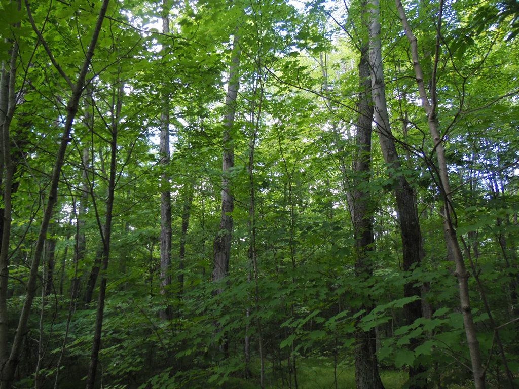 Lot 10 Eagle Waters Road Tomahawk, WI 54487 - Photo 1 of 7 Gallery Image 1