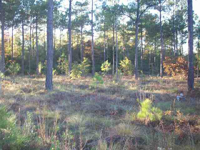 Lot 109 Chisholm Road Myrtle Beach, SC 29579 - Photo 2 of 7 Gallery Image 2