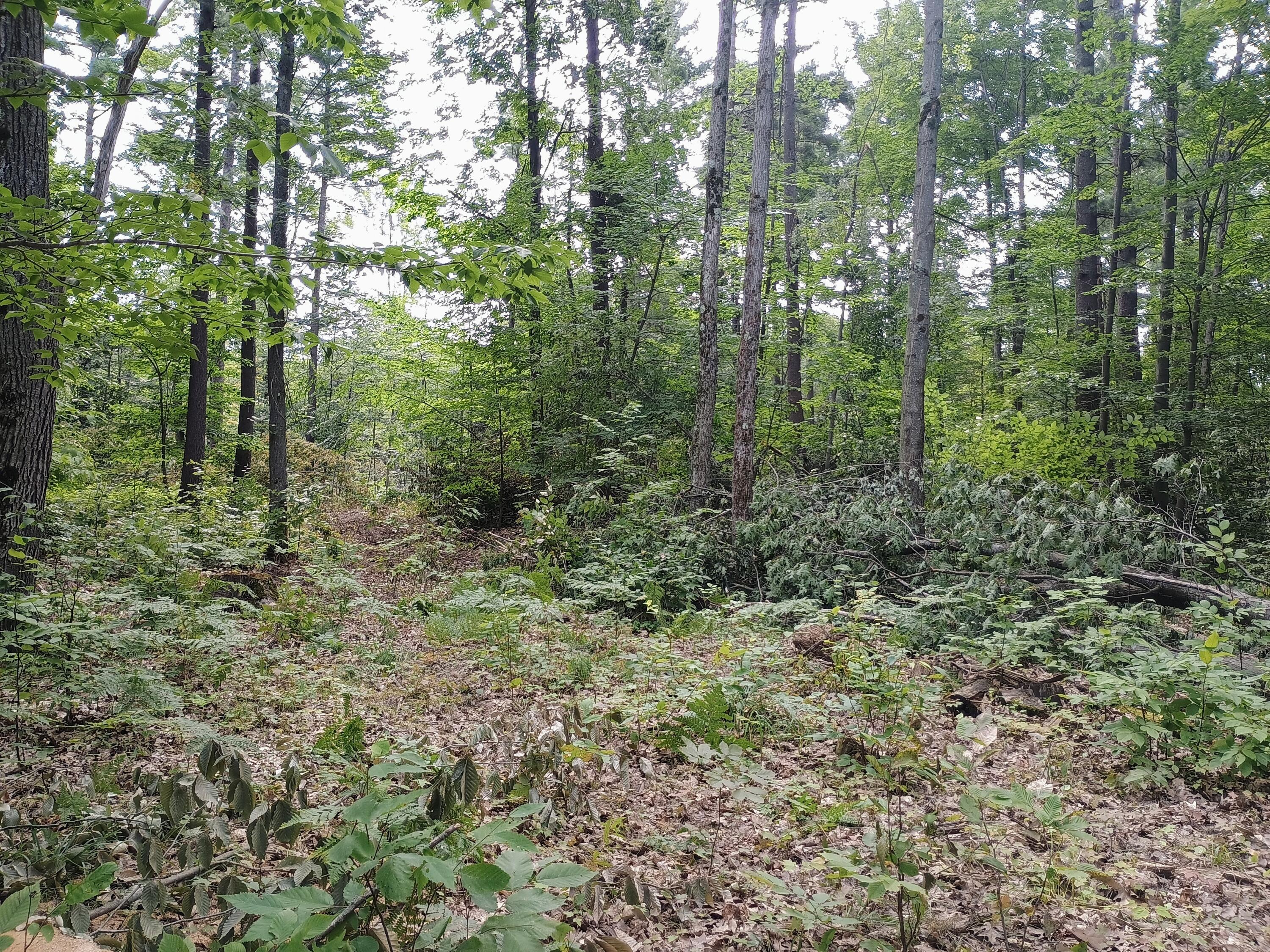 0 Kerry And Archer Road Brethren, MI 49619 - Photo 7 of 7 forest
