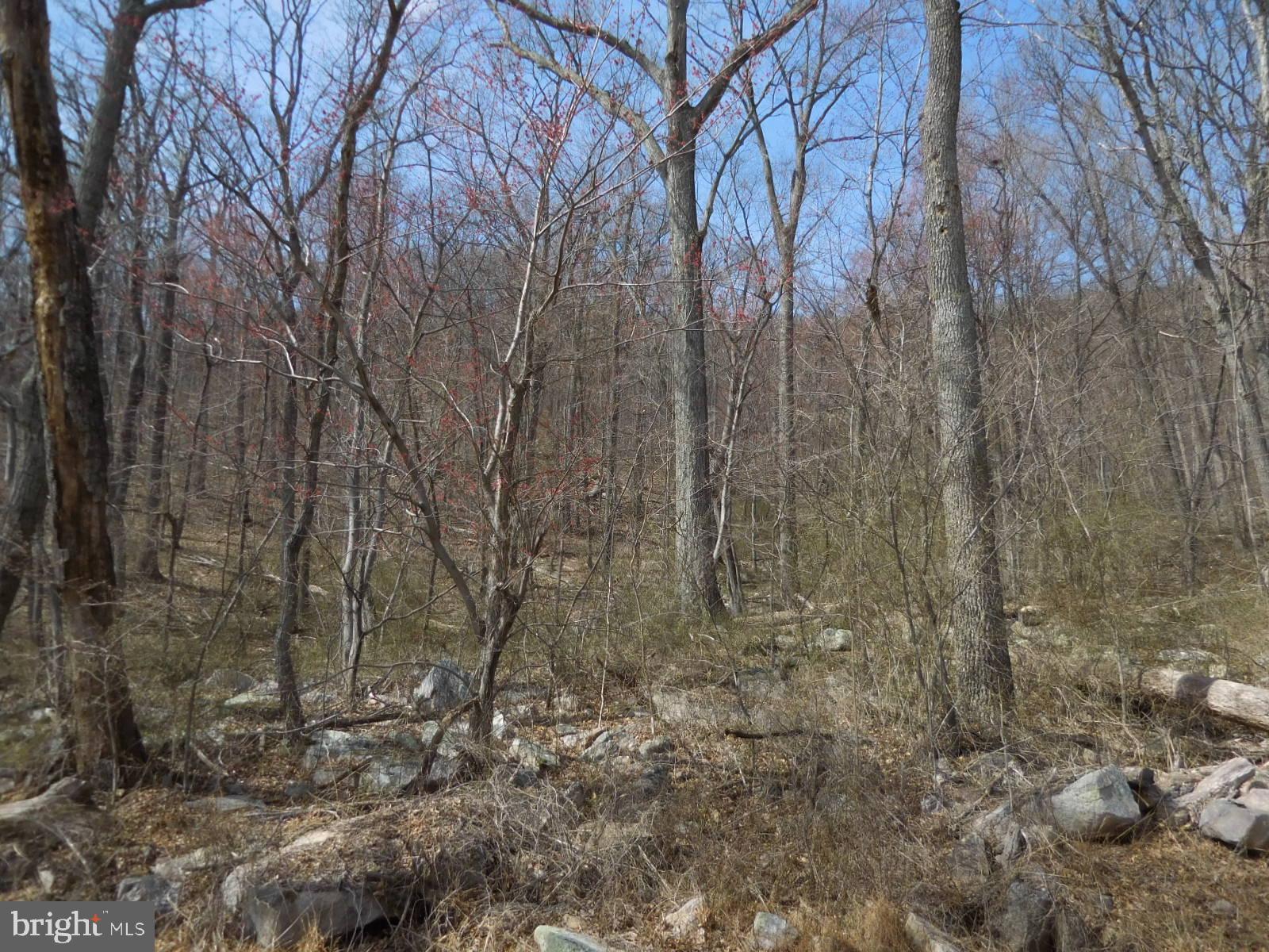 0 Tomahawk Winchester, VA 22602 - Photo 4 of 9 Lower level elevation 1,481 ft.