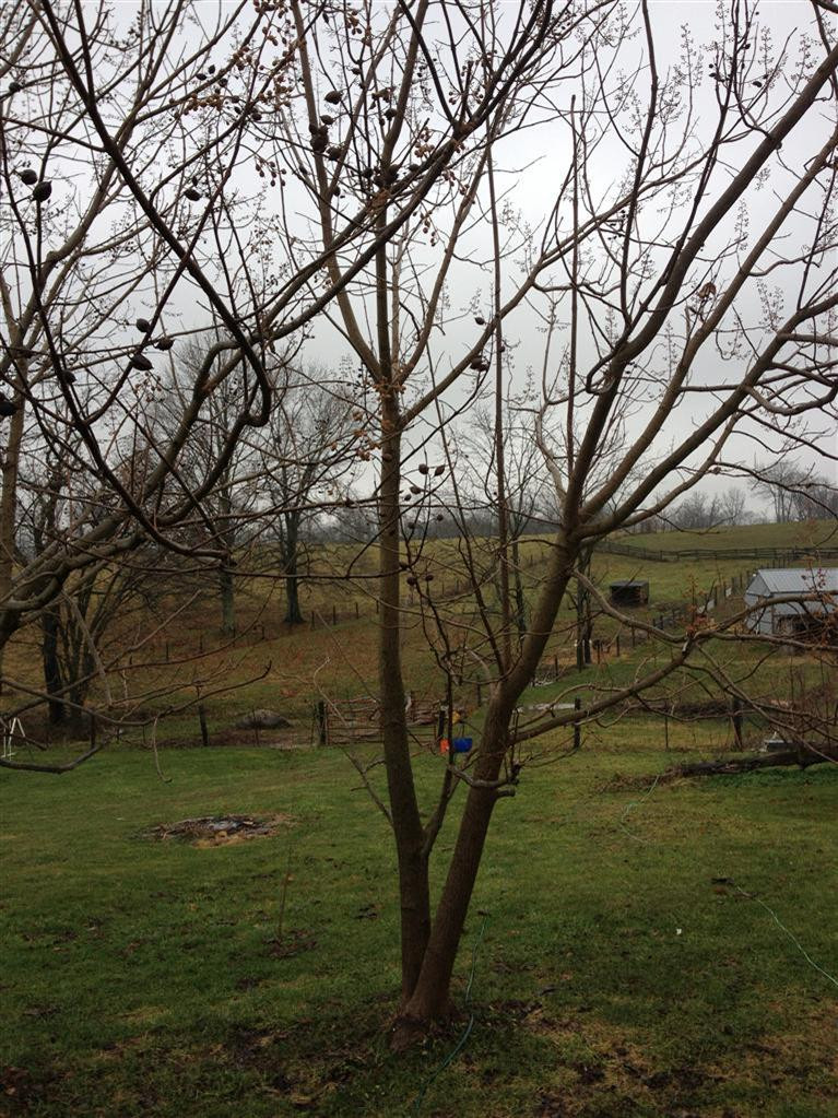 998 Locust Fork Road Stamping Ground, KY 40379 - Photo 20 of 23 Photo 20