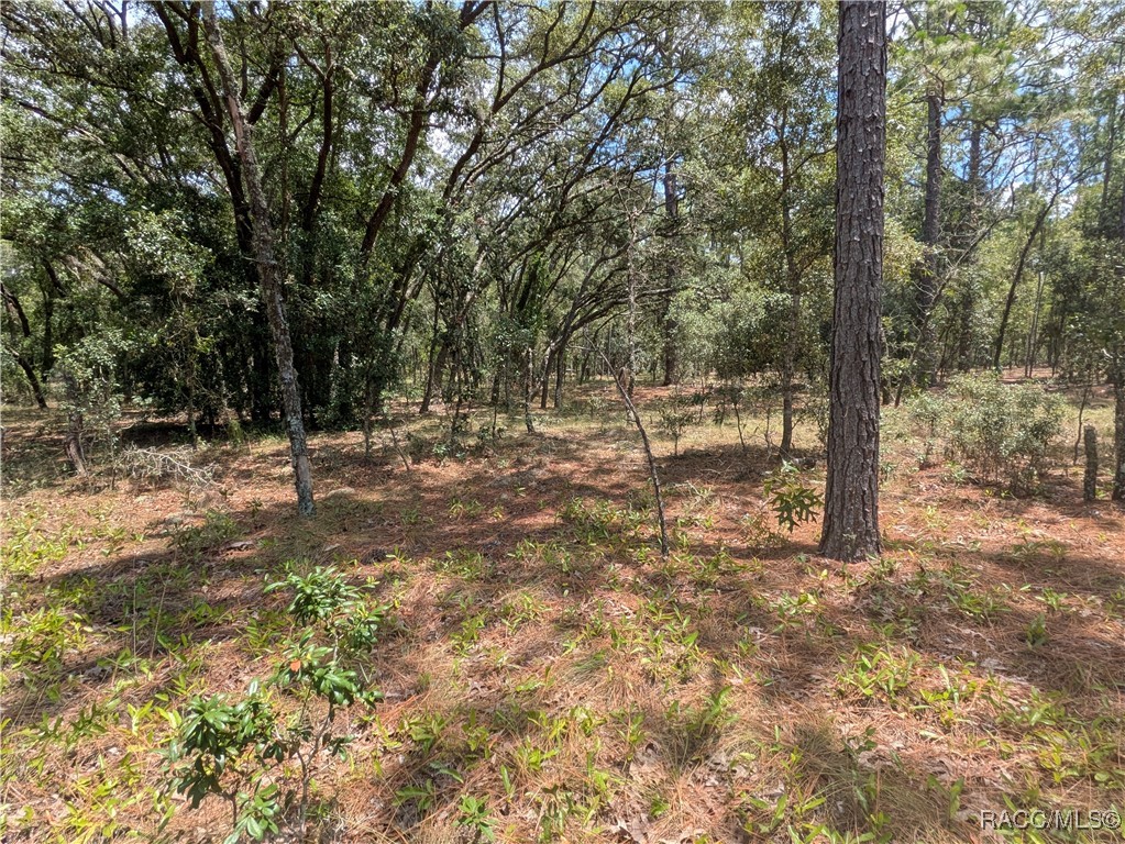 0 Northwest Ridgewood Road Dunnellon, FL 34431 - Photo 9 of 13