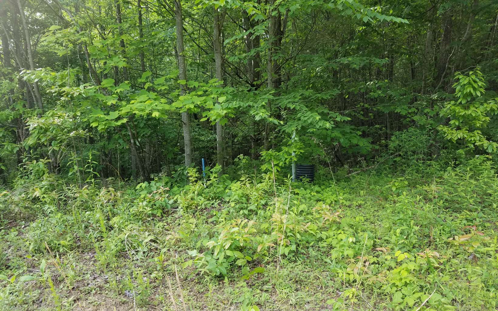 2 Quail Ridge Road Epworth, GA 30541 - Photo 1 of 1 a view of a lush green forest