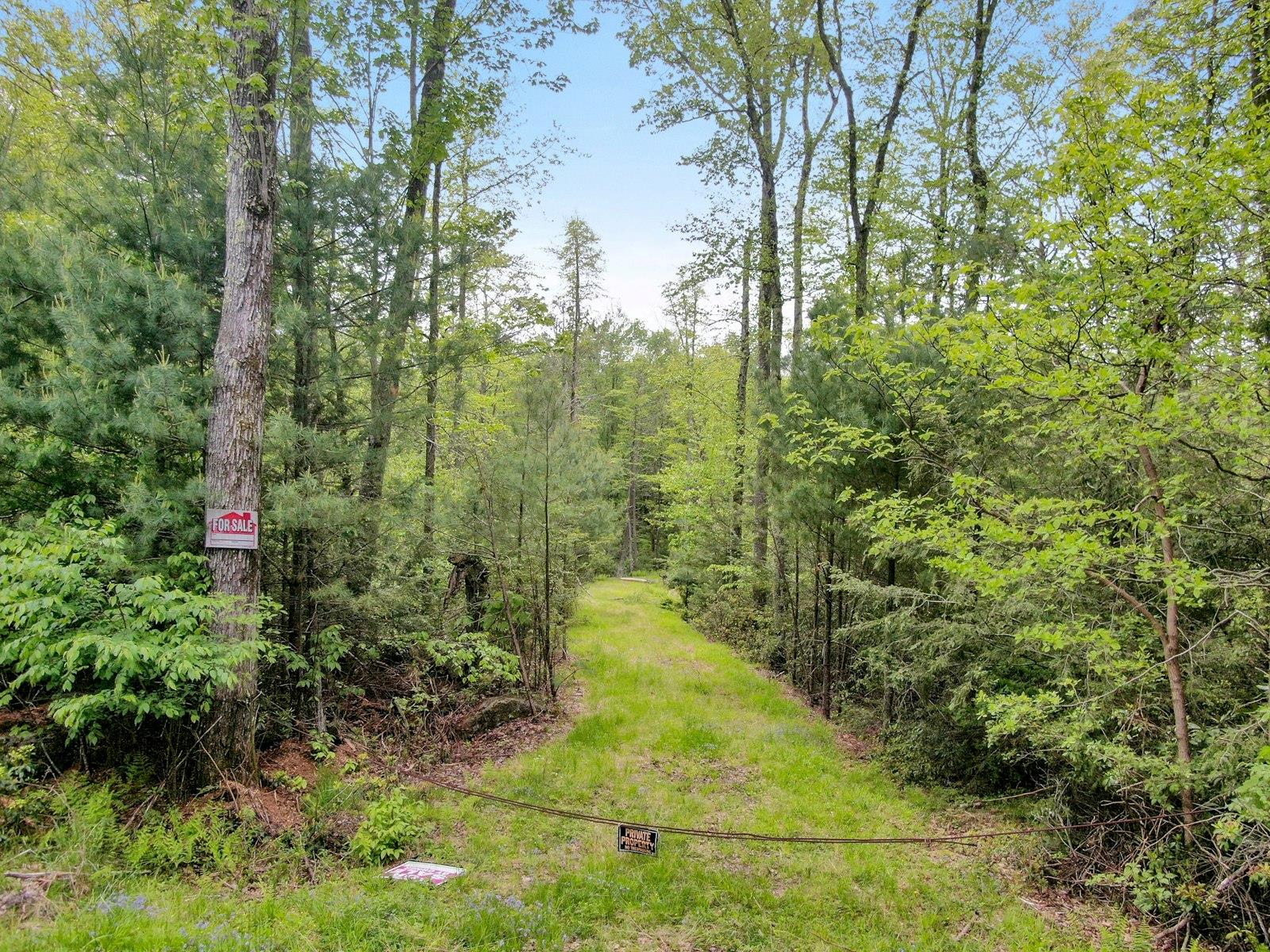 a view of a yard with plants and large trees