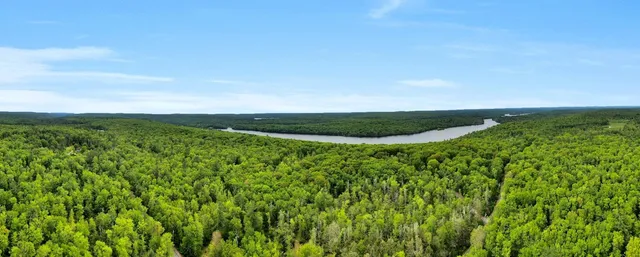 a view of a green field with plants and large trees