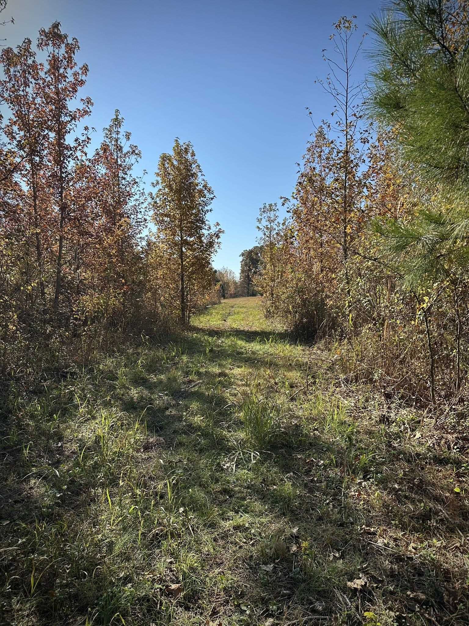Mcfadden Road Oakland, TN 38060 - Photo 22 of 29 a big yard with lots of green space