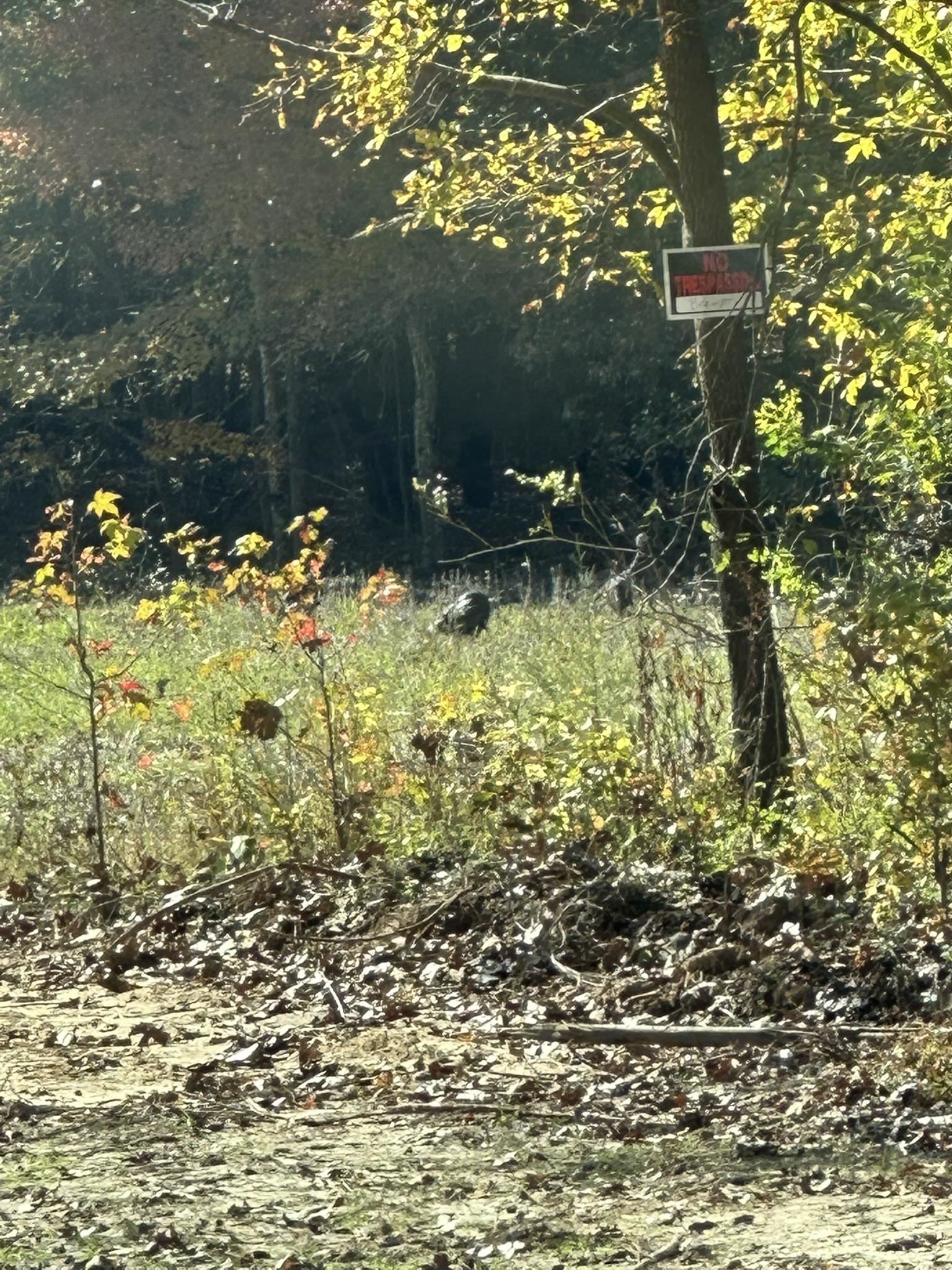 Mcfadden Road Oakland, TN 38060 - Photo 24 of 29 a backyard of a house with lots of green space