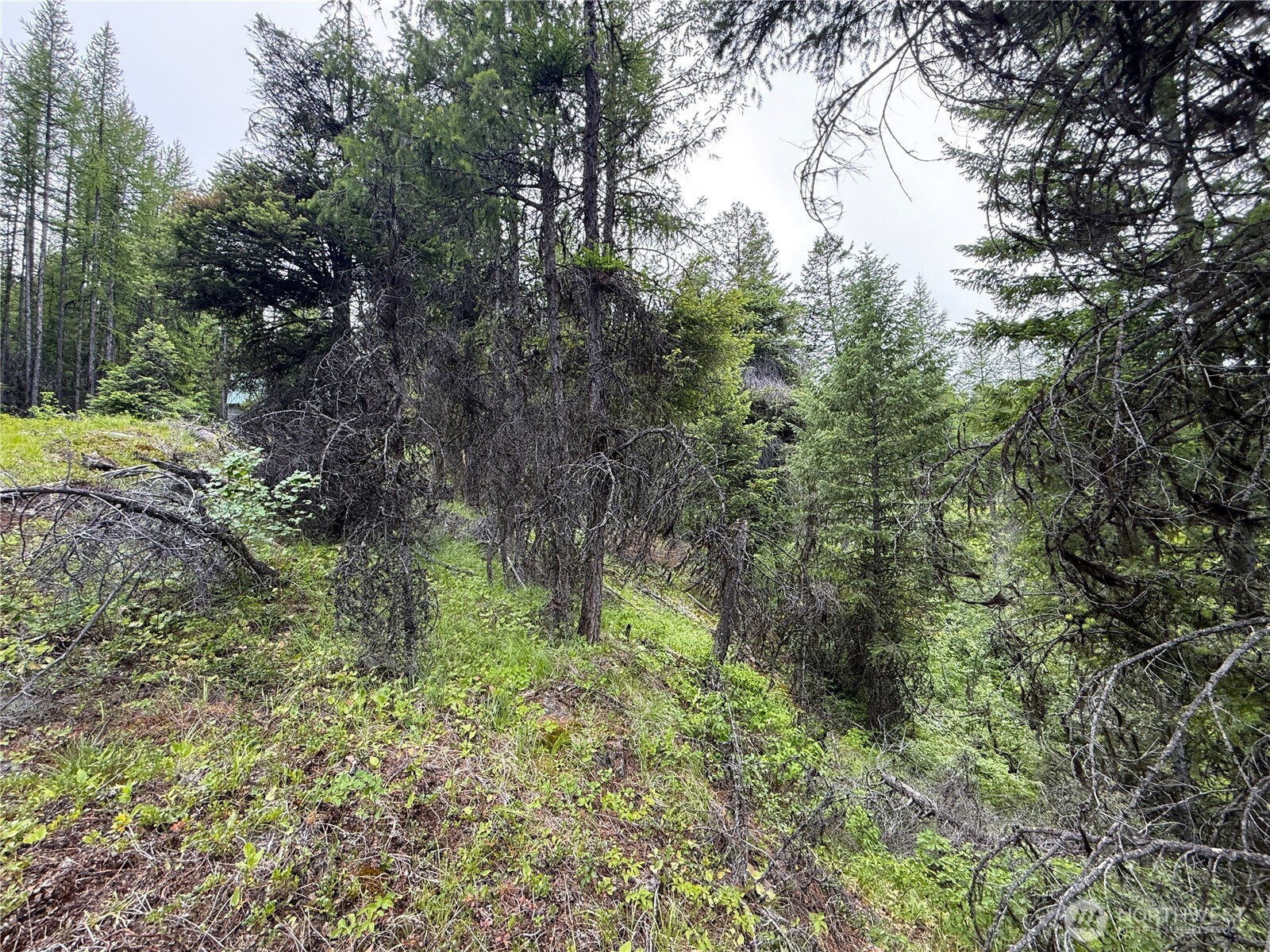 -tbd Mule Deer Road Republic, WA 99166 - Photo 6 of 11