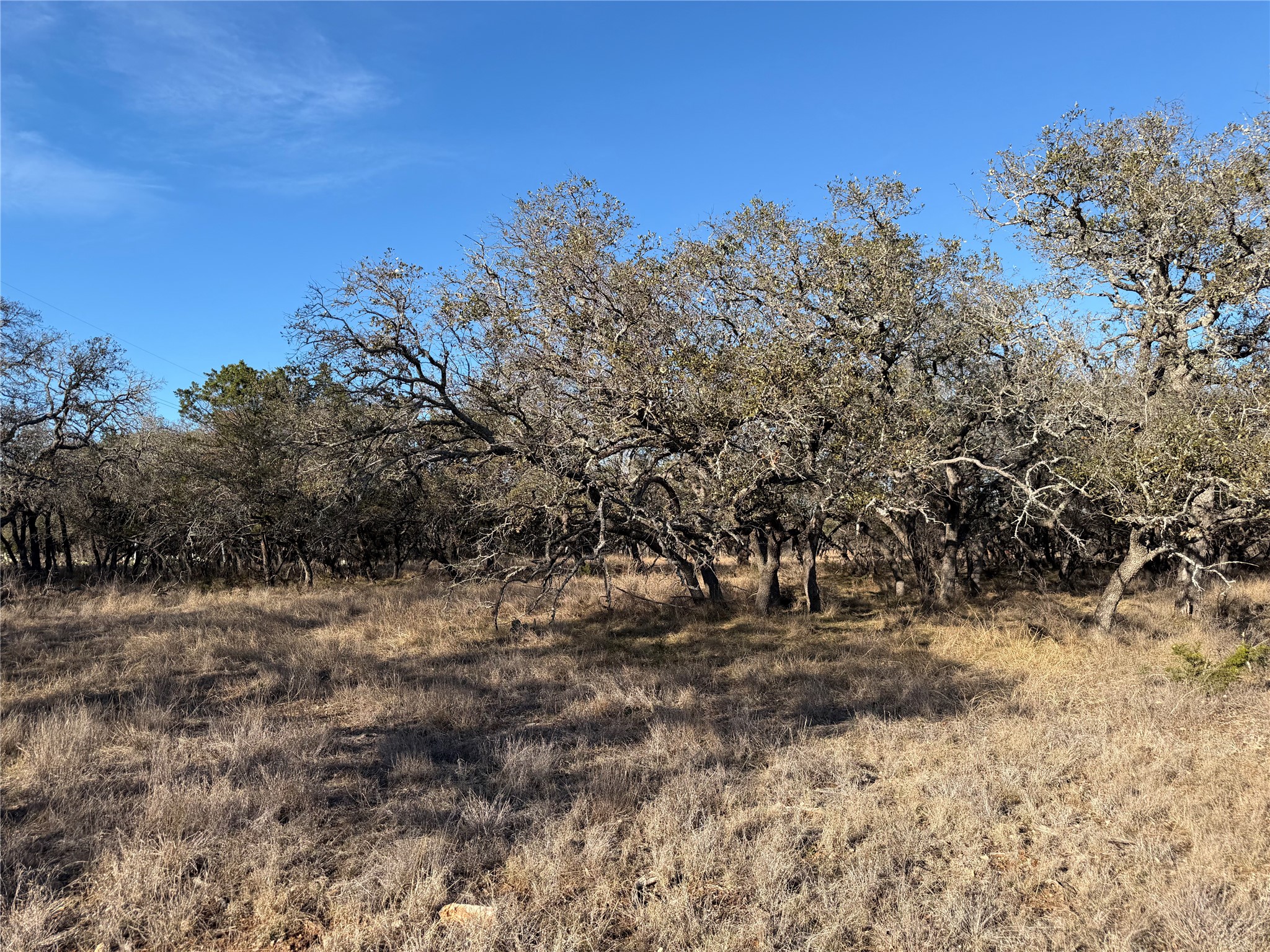 Lot 67 464th Ranch Johnson City, TX 78636 - Photo 6 of 9 a view of dirt yard with a tree