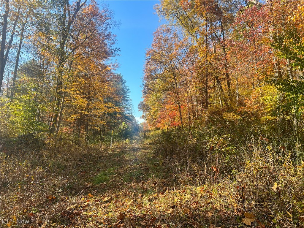 0 Roberts Road Amesville, OH 45711 - Photo 7 of 39 View of local wilderness