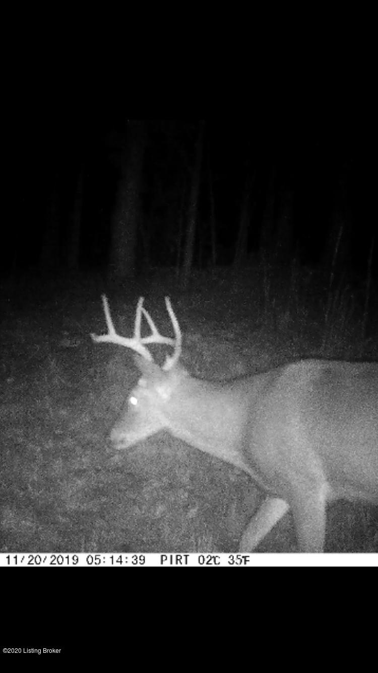 0 Jones Road Caneyville, KY 42721 - Photo 32 of 34 Trailcamphoto