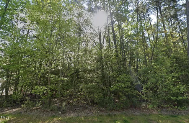 a view of a forest with a tree