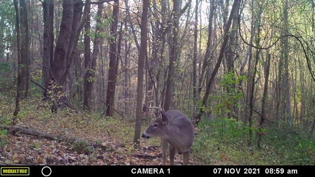 57640 St John Road Quaker City, OH 43773 - Photo 5 of 51 Buck-4
