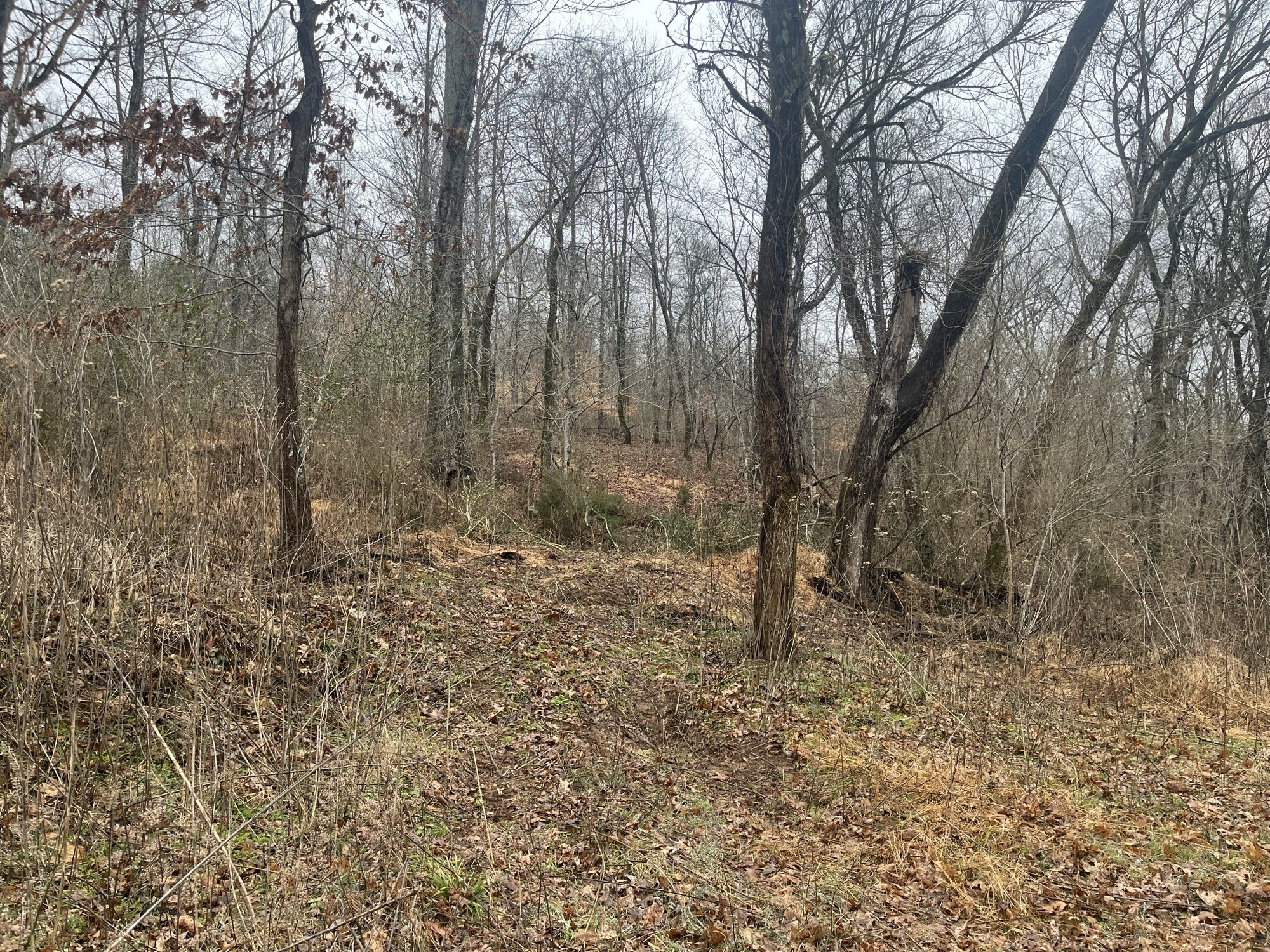 0 Cathcart Road Frankewing, TN 38459 - Photo 2 of 15 Gallery Image 2