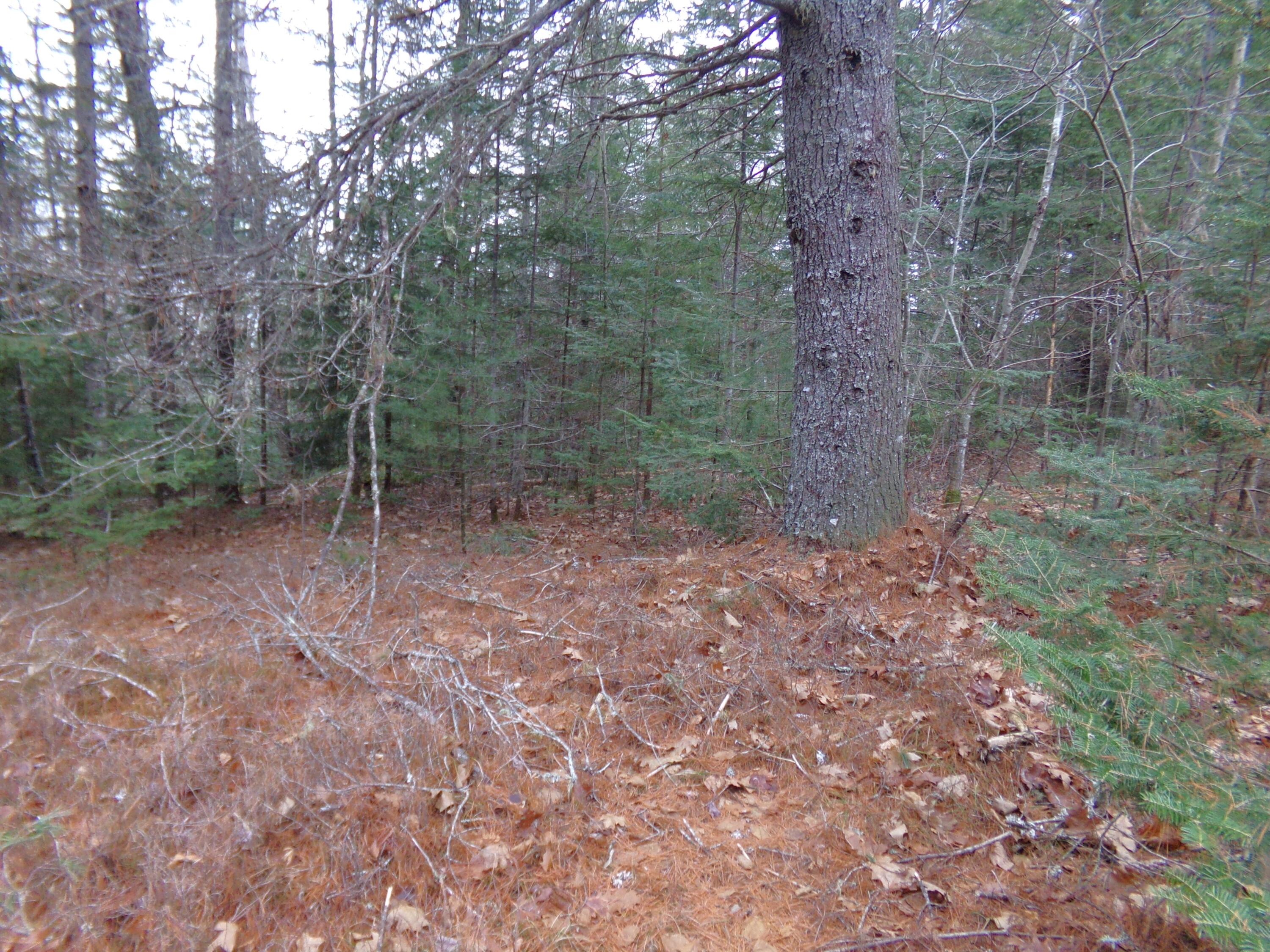 Lot 3 Rogers Point Road Steuben, ME 04680 - Photo 5 of 12
