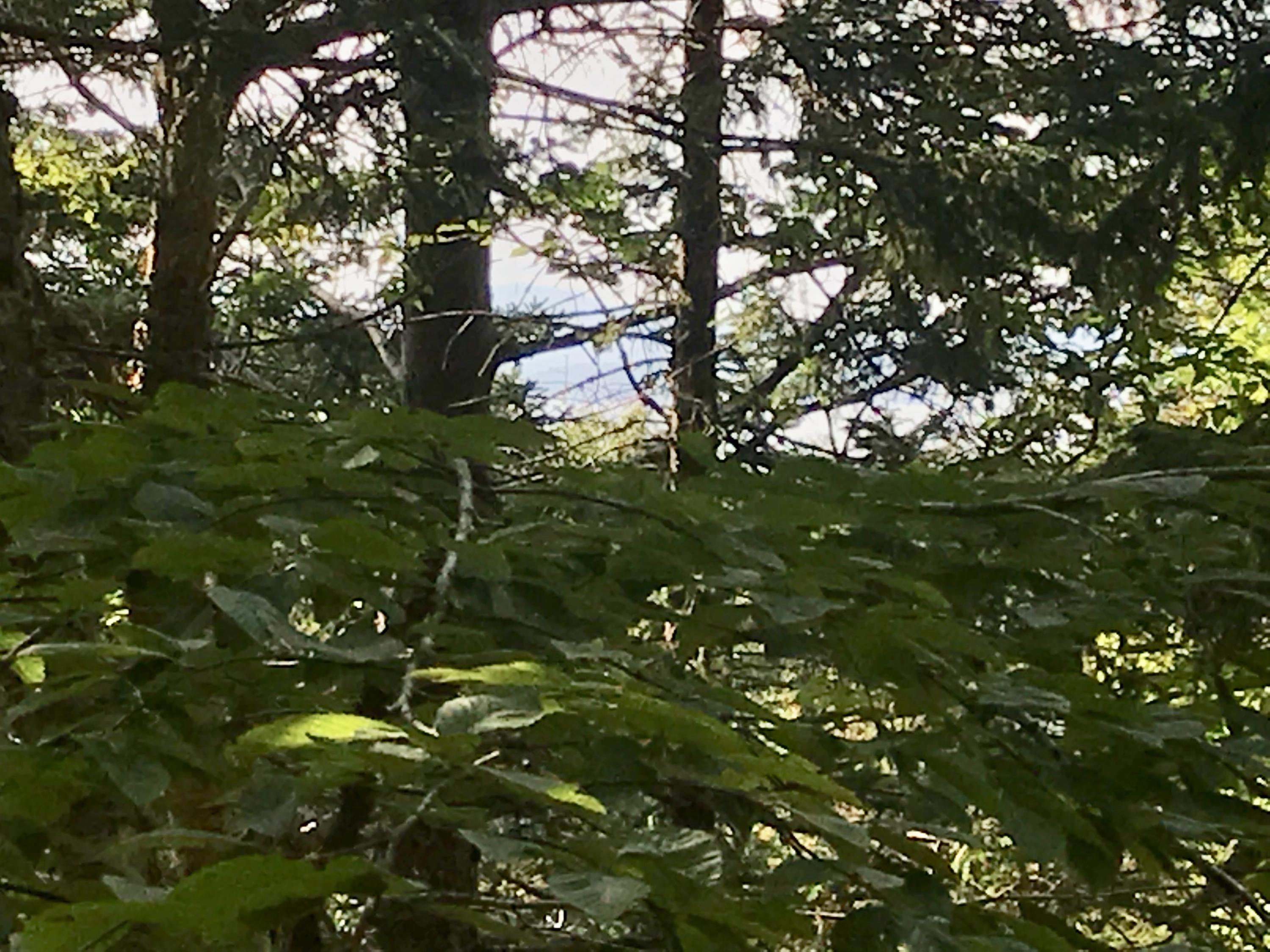 # West District Road North Haven, ME 04853 - Photo 1 of 11 fullsizeoutput_6346