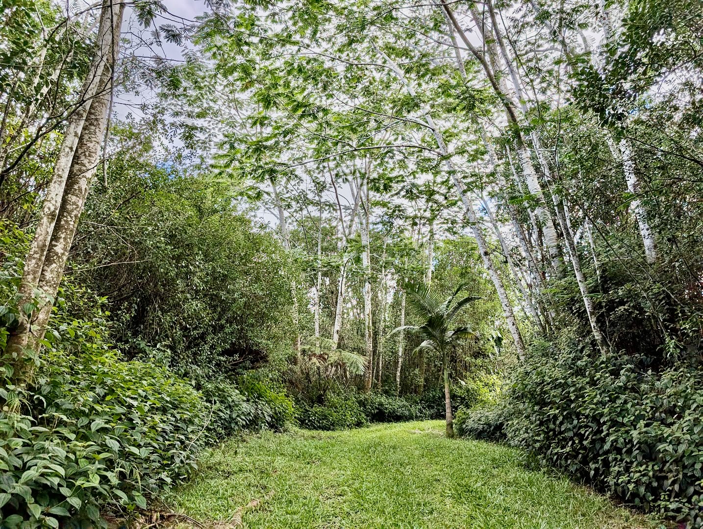 16-1581 Ao Rd Mountain View Mountain View, HI 96771 - Photo 18 of 21 a view of a lush green forest