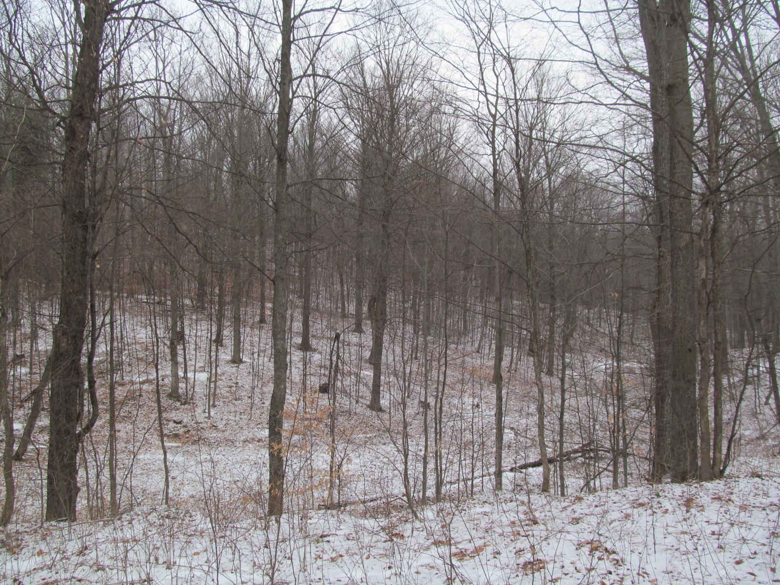 10-acres North 23 Road Mesick, MI 49668 - Photo 15 of 18
