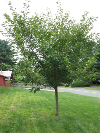 79 Gregory Road Framingham, MA 01701 - Photo 23 of 23