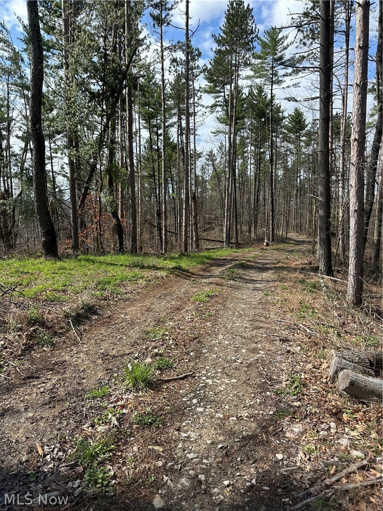 44800 Jim Stimpert Road Lewisville, OH 43754 - Photo 41 of 49 Road leading back to rustic cabin