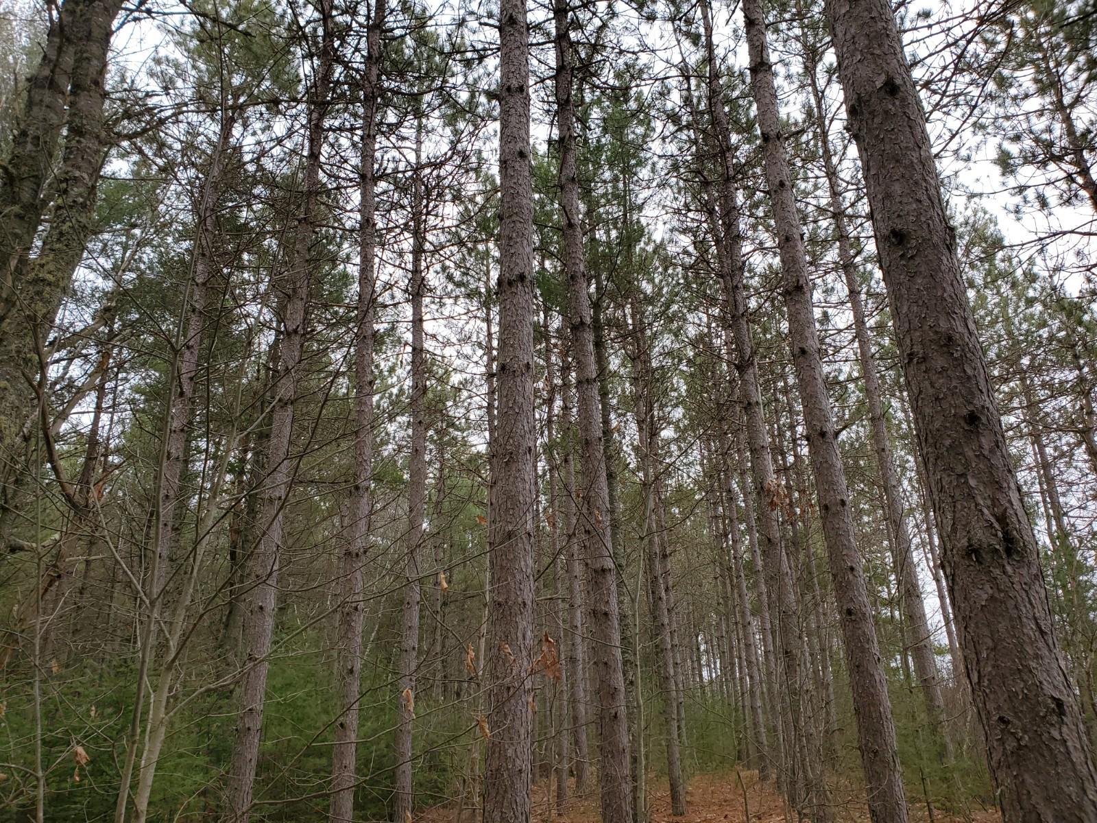 Lot 56 Off Velvet Road Deblois, ME 04622 - Photo 6 of 7 20200401_163040