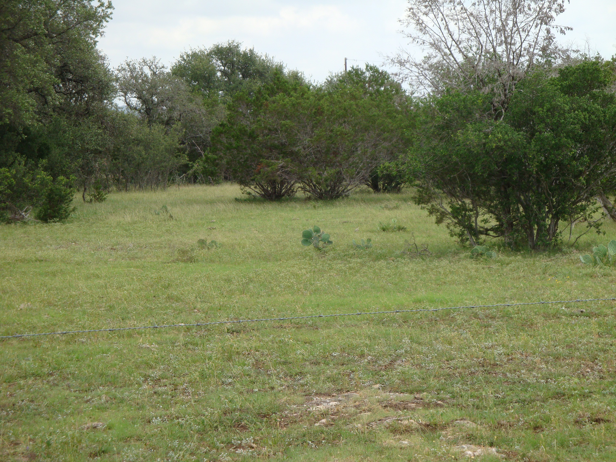 1619 Althaus Ranch Road Johnson City, TX 78636 - Photo 31 of 40