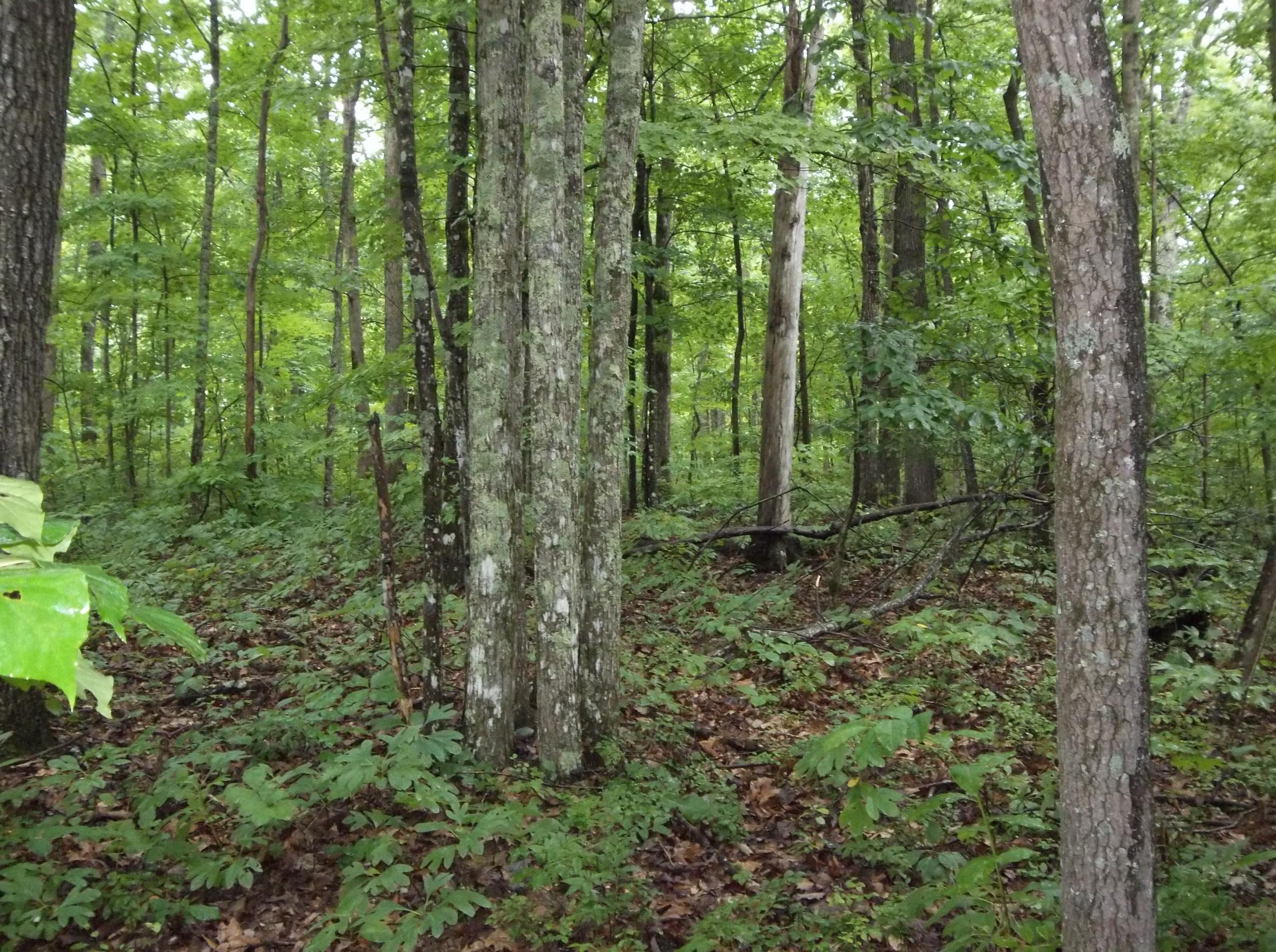 155 Mcneices Ridge Road, Unit 155 Crossville, TN 38572 - Photo 1 of 9 100_3277